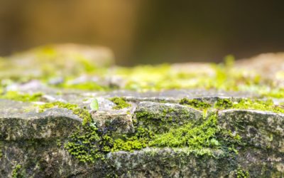 Raison d’être : les 3 éléments clés formant votre socle intérieur